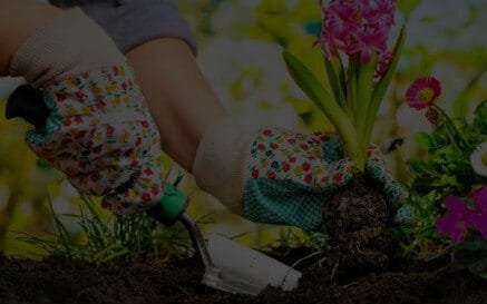 Plant Spacing Calculator – How Many Plants Do I Need? [Trees & Flowers]